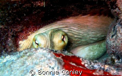 This is the same octopus that I uploaded on July 15th.  I... by Bonnie Conley 